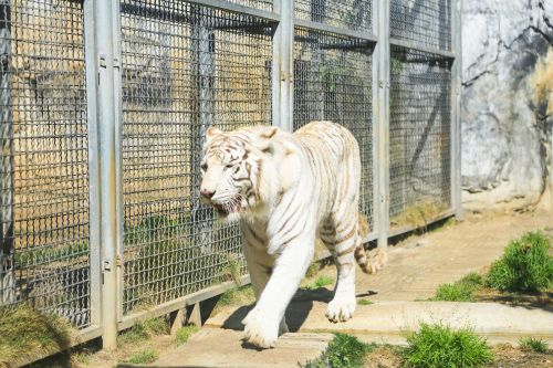 贵阳热销——下司犬新宠，美好家园新伙伴！